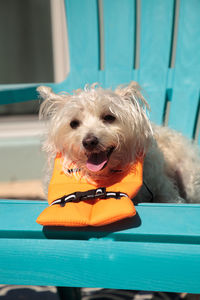 Smiling west highland terrier dog in a halloween costume nautical orange life vest in florida.