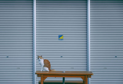 Dog on wooden table against wall