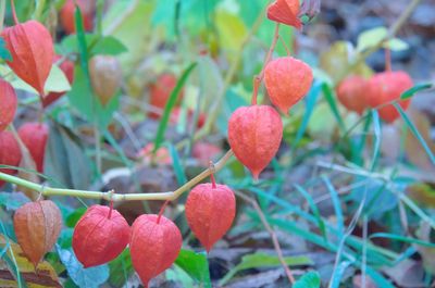 Close-up of red berries growing on tree