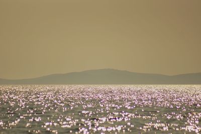 Purple flowering plants on field against clear sky