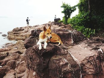 View of a dog on rock
