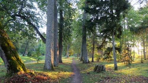 Scenic view of forest