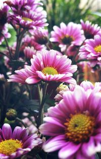 Close-up of pink flowers