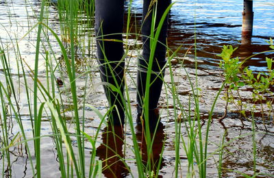 Grass growing in lake