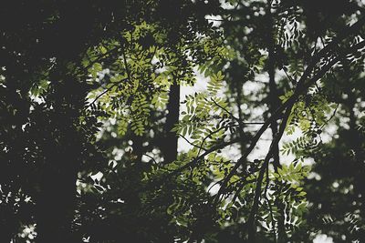 Low angle view of trees