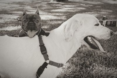 Close-up of two dogs playing at dog park