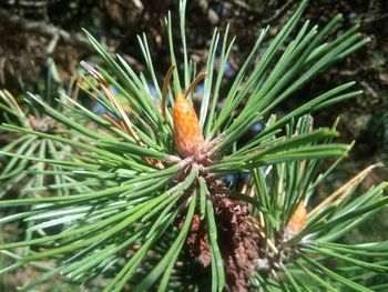 Close-up of pine cone on plant