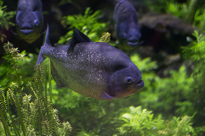 Close-up of fish swimming in sea