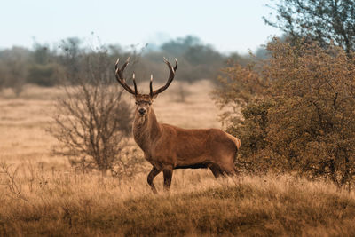 Portrait of deer standing on land