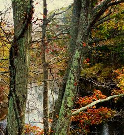 Low angle view of trees in forest