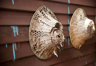 Close-up of insect on wood