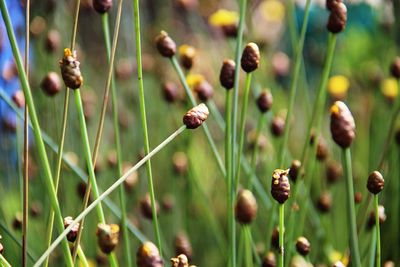 Close-up of flowering plants on field