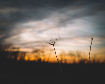 Close-up of silhouette plant against sky during sunset