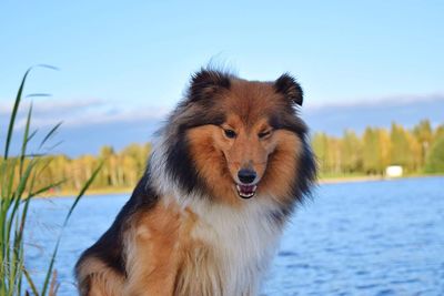 Portrait of shetland sheepdog by lake against blue sky