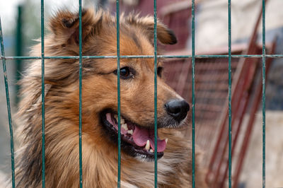 animal