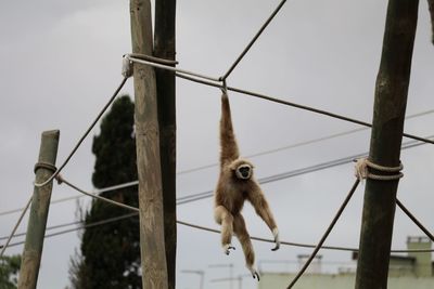 Monkey hanging on rope against clear sky
