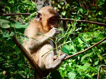 Monkey in a forest