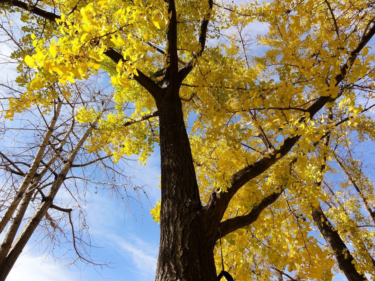 tree, low angle view, branch, tree trunk, growth, tranquility, nature, sky, beauty in nature, scenics, autumn, yellow, leaf, tranquil scene, day, outdoors, no people, sunlight, change, green color