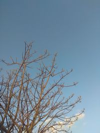 Low angle view of bare tree against clear blue sky