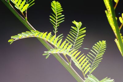 Close-up of fresh green plant against black background