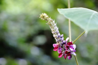 Close-up of purple flowering plant