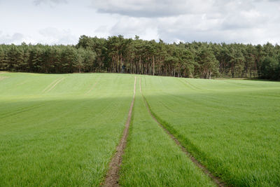 Scenic view of grassy field against sky