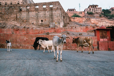 View of cows standing in front of historic building