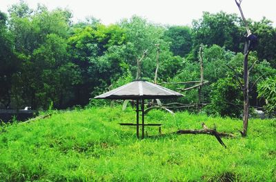 View of green landscape in forest