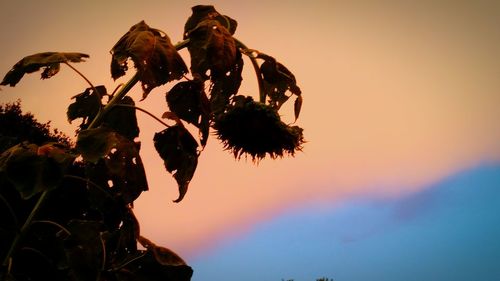 Low angle view of silhouette plant against sky during sunset