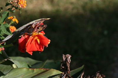 Close-up of orange butterfly on plant