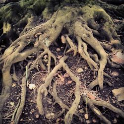 Close-up of dead tree
