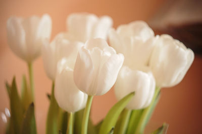 Close-up of white flowers