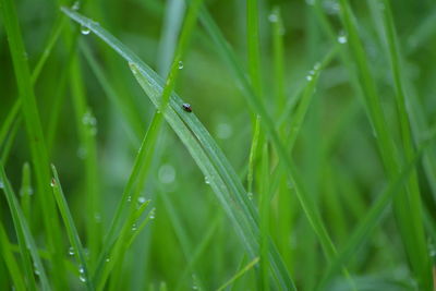 Close-up of insect on grass