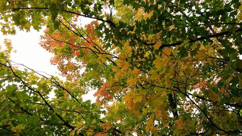 Low angle view of trees