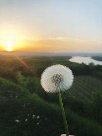 Close-up of dandelion on field against sky during sunset