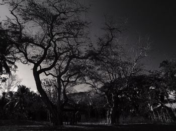 Bare trees against sky