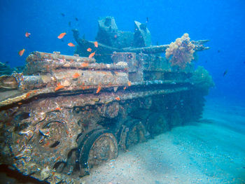 Fish swimming in sea