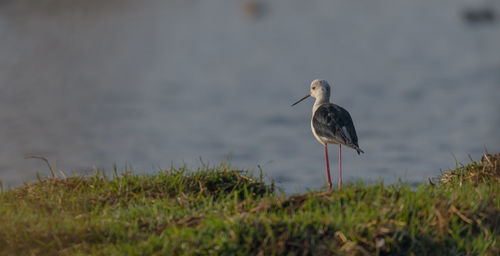 Close-up of bird perching on field