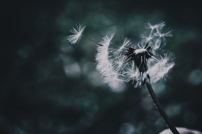 Close-up of dandelion flower