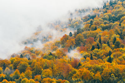 Low angle view of trees in forest during autumn