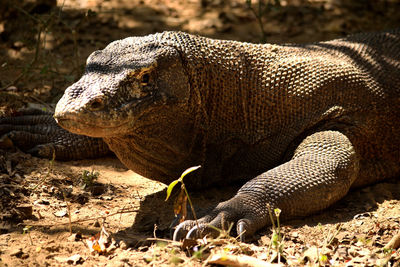 Close-up of snake on field