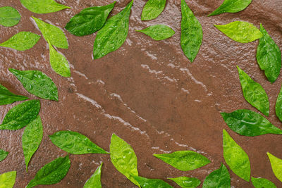 Full frame shot of fresh green leaves