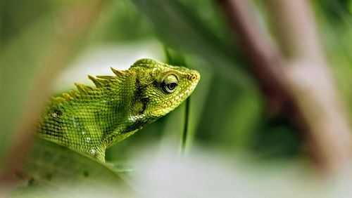 Close-up of lizard