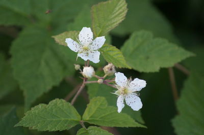 Close-up of white flowers blooming outdoors