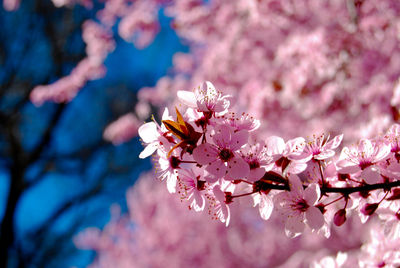 Close-up of pink flowers