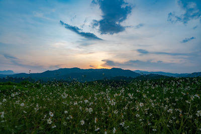 Scenic view of field against sky during sunset