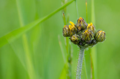 Close-up of insect on plant