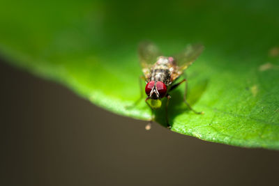 Close-up of fly on leaf