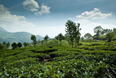 Tea crops growing on field against sky