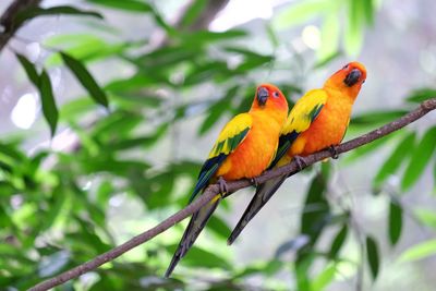 Bird perching on a branch